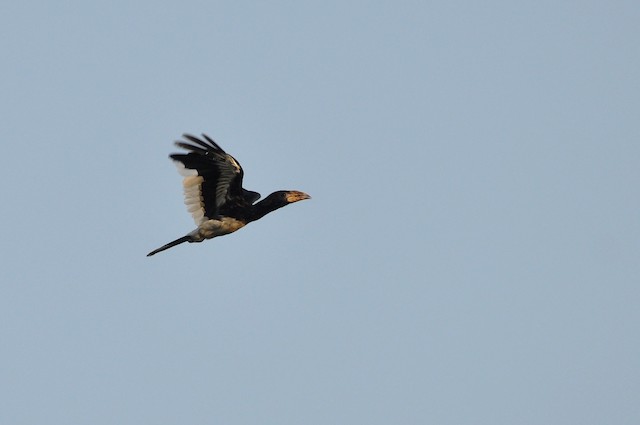 Piping Hornbill