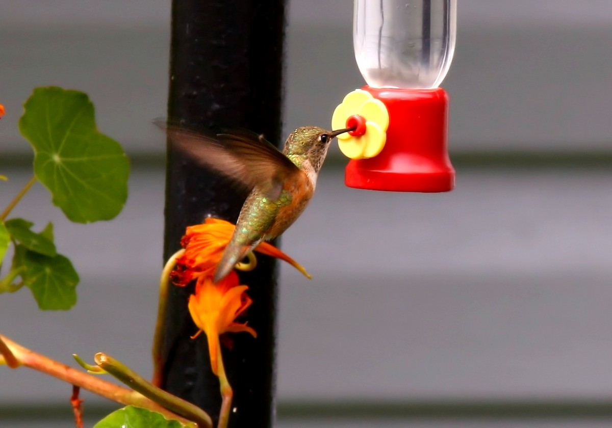 Rufous Hummingbird - ML216248321