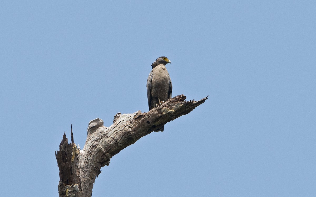 Crested Serpent-Eagle - Thierry NOGARO