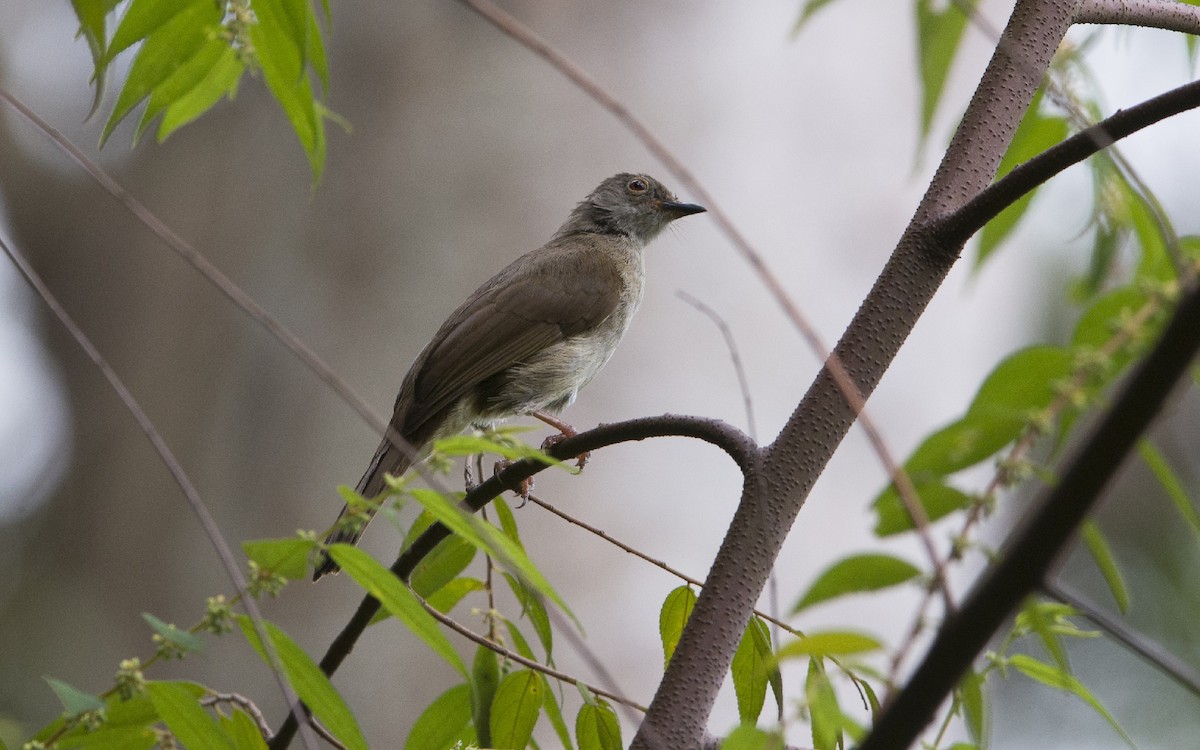 Spectacled Bulbul - Thierry NOGARO