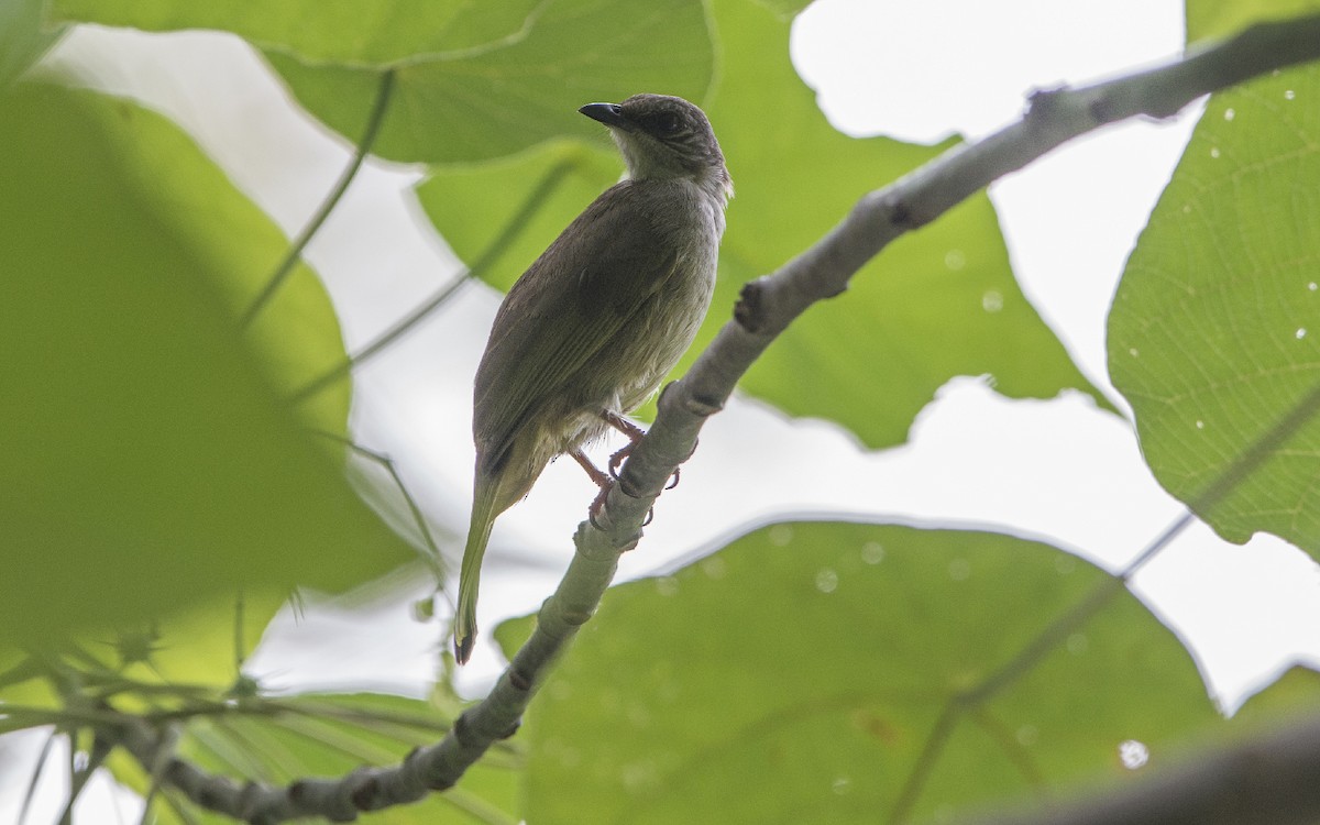 Olive-winged Bulbul - Thierry NOGARO