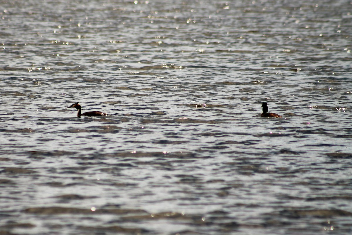Great Crested Grebe - ML216254121