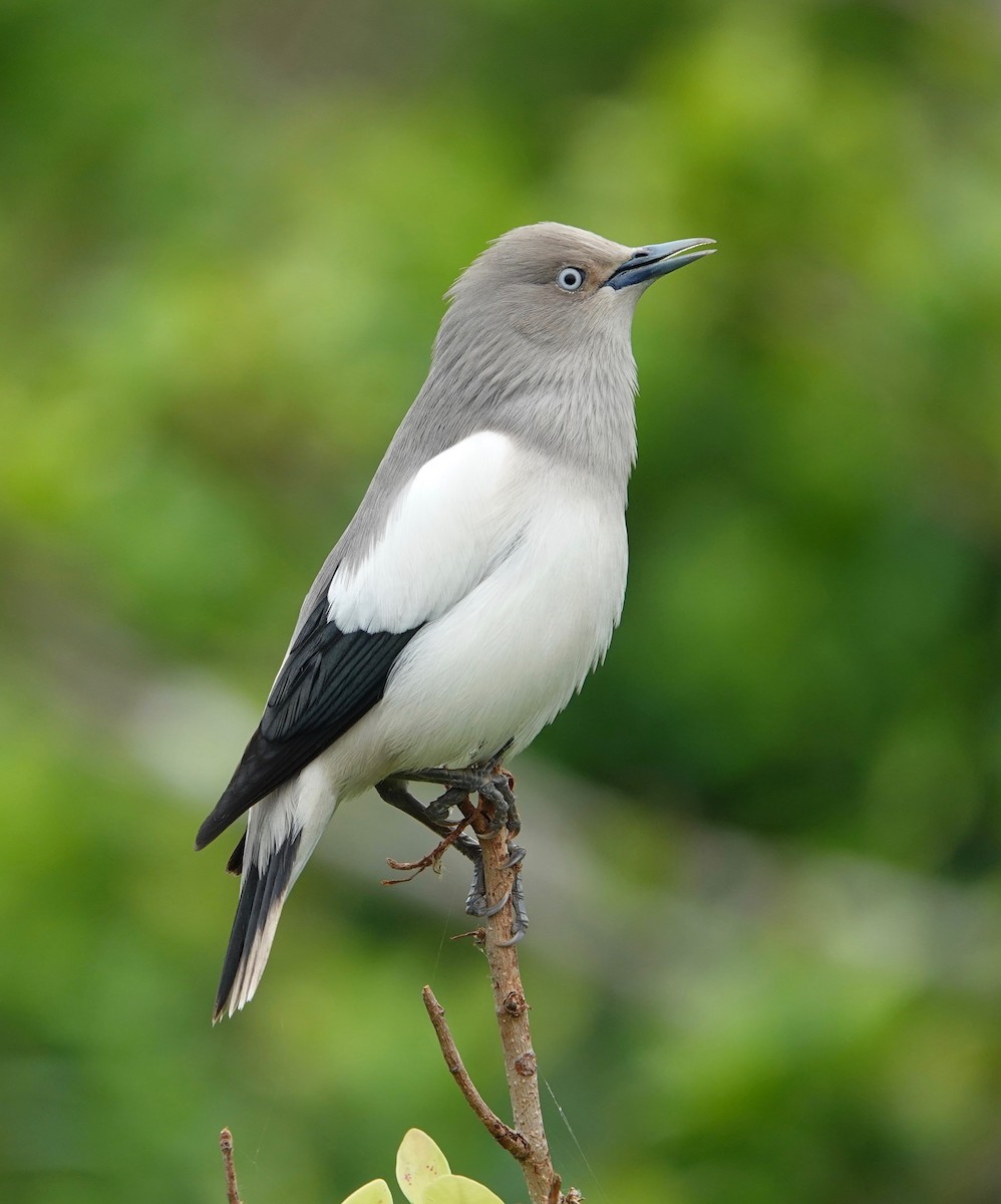 White-shouldered Starling - ML216254701