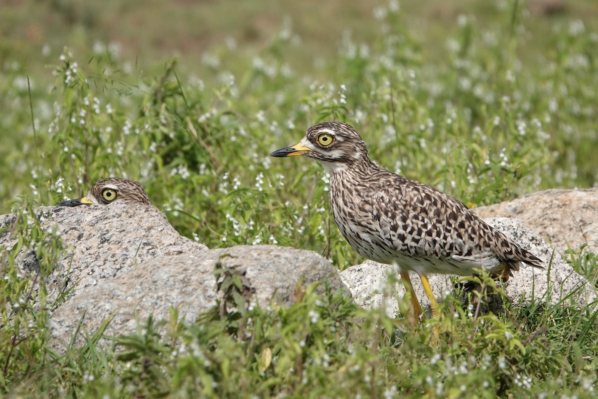 Spotted Thick-knee - ML216255281