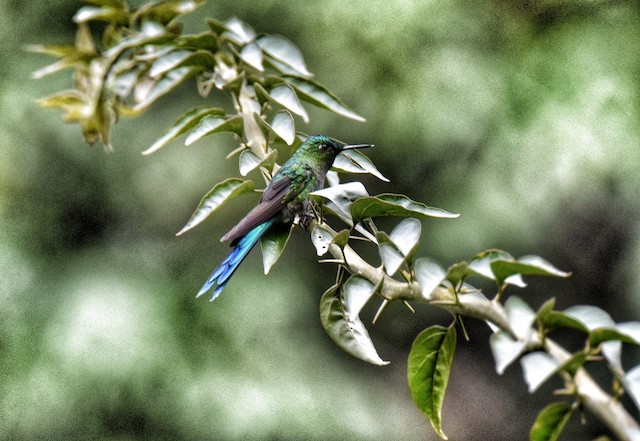 Long-tailed Sylph