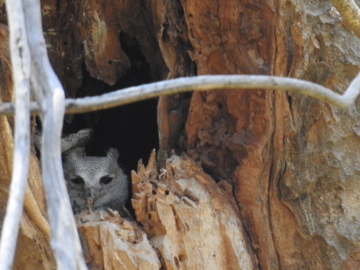 Indian Scops-Owl - Raja Bandi