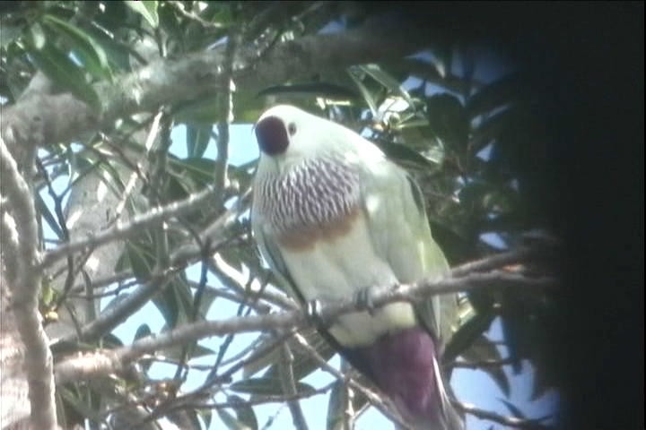 Many-colored Fruit-Dove - ML216259581
