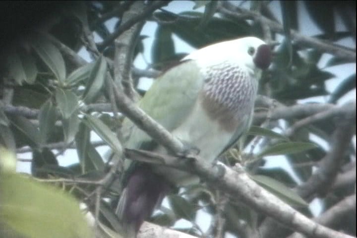 Many-colored Fruit-Dove - ML216259591