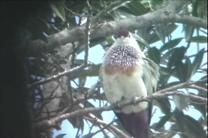 Many-colored Fruit-Dove - ML216259601