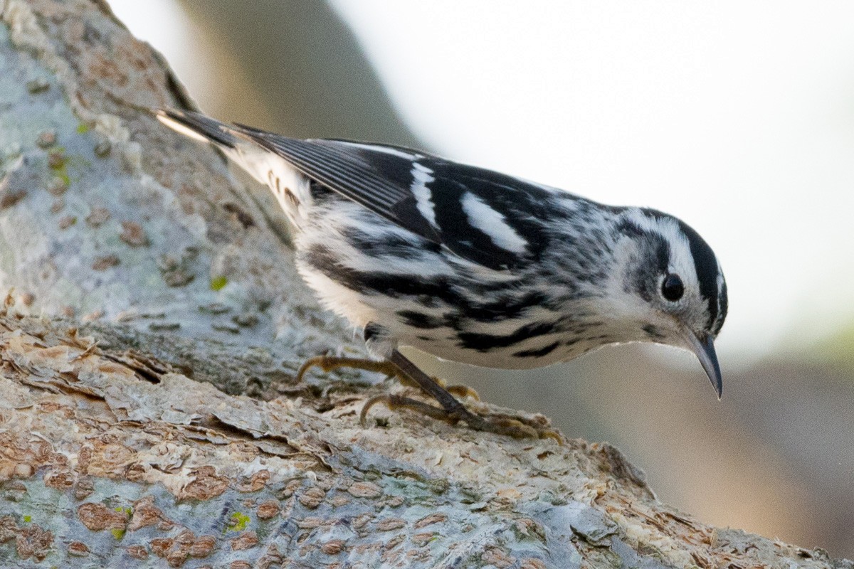 Black-and-white Warbler - ML216261341
