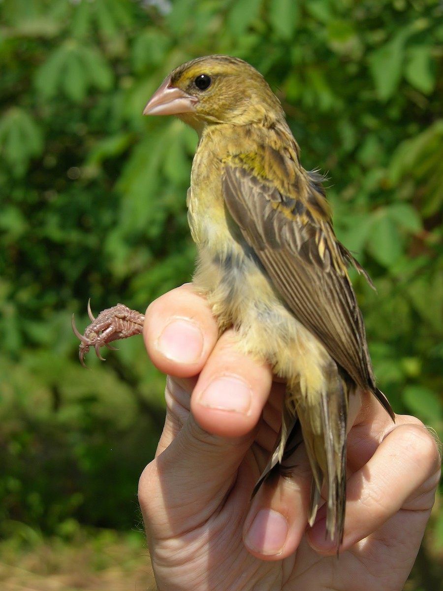 Yellow-mantled Widowbird - Tony King