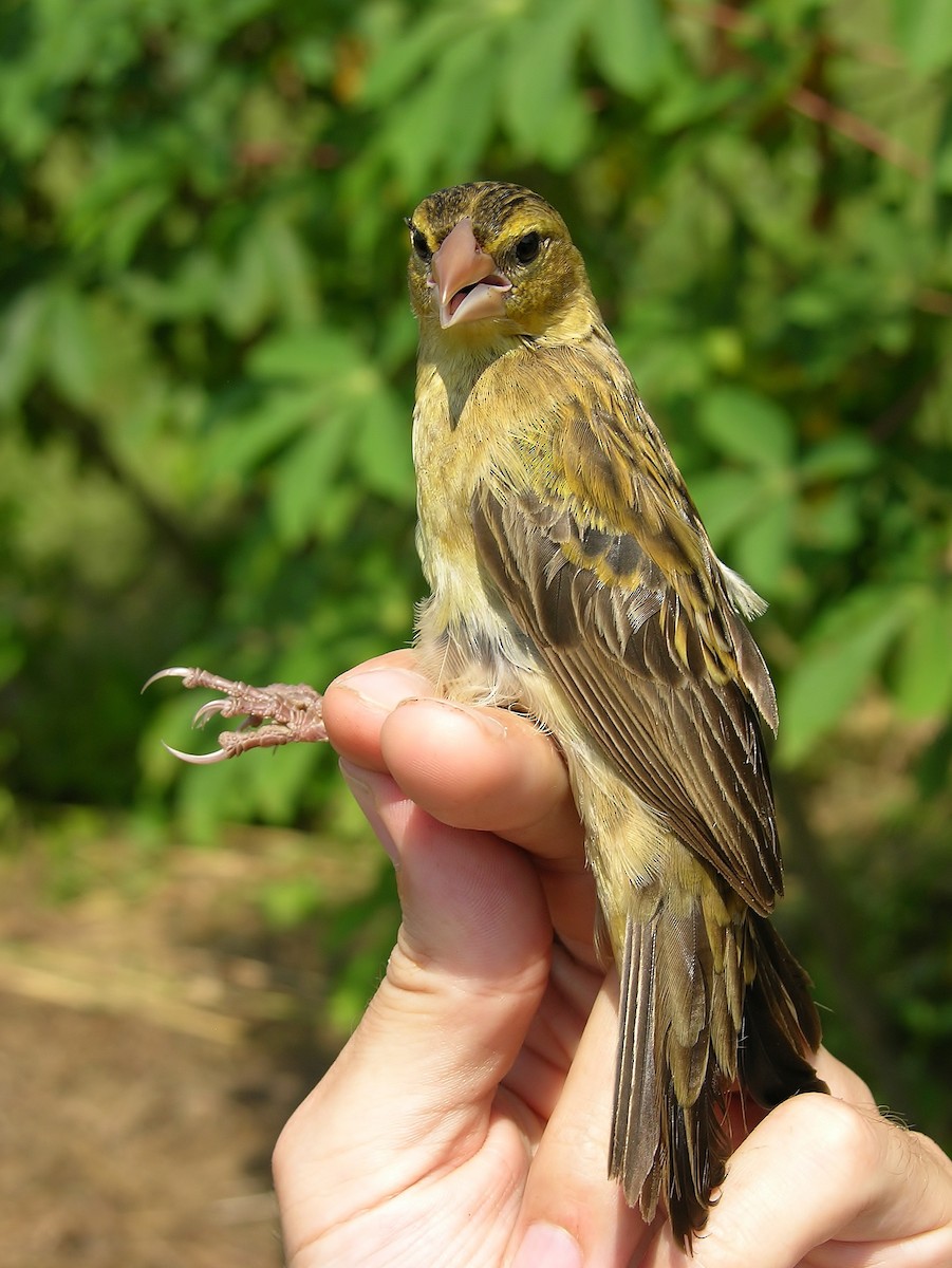 Yellow-mantled Widowbird - ML216262171