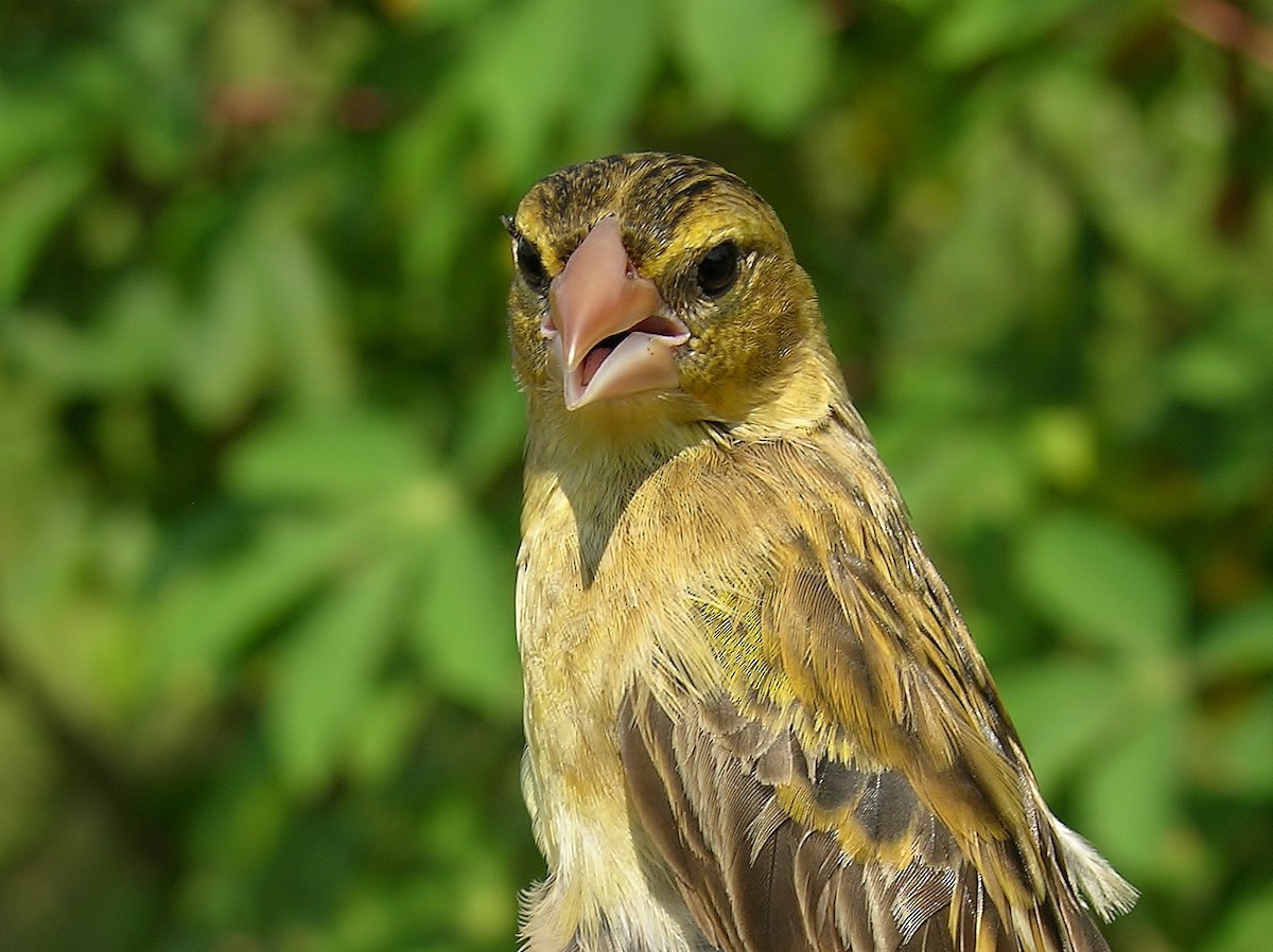 Yellow-mantled Widowbird - ML216262181