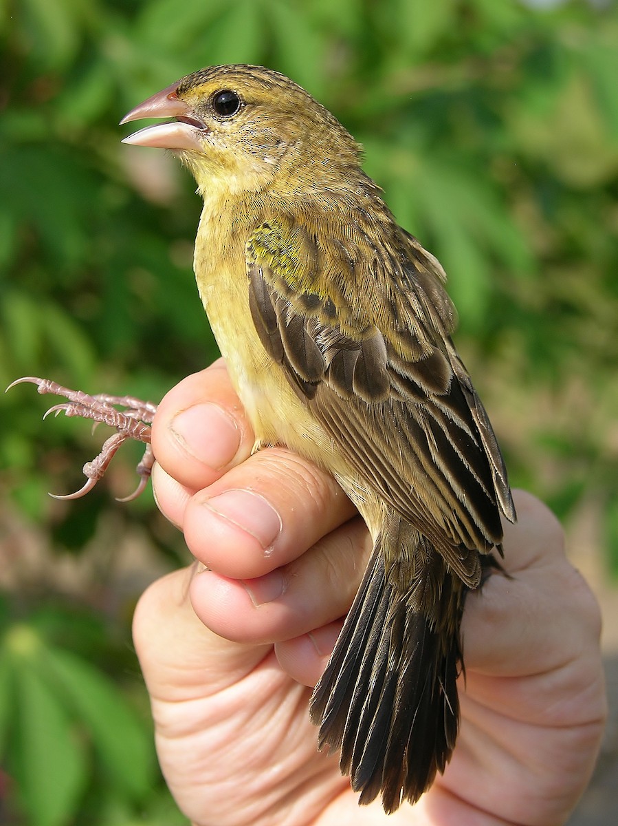 Yellow-mantled Widowbird - ML216263401