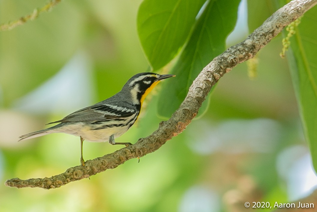 Yellow-throated Warbler - Aaron Juan