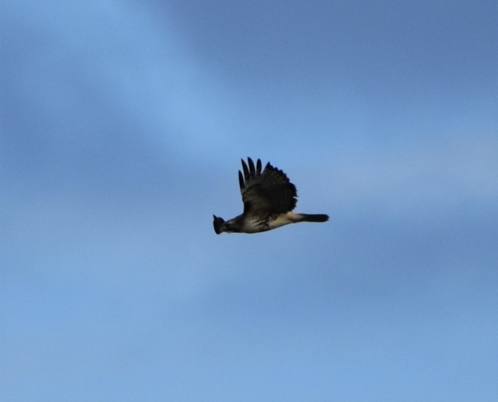Red-tailed Hawk - ML216265671
