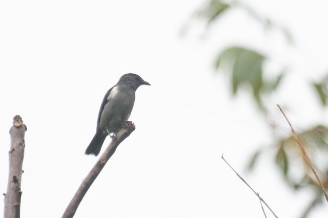 Sulphur-rumped Tanager