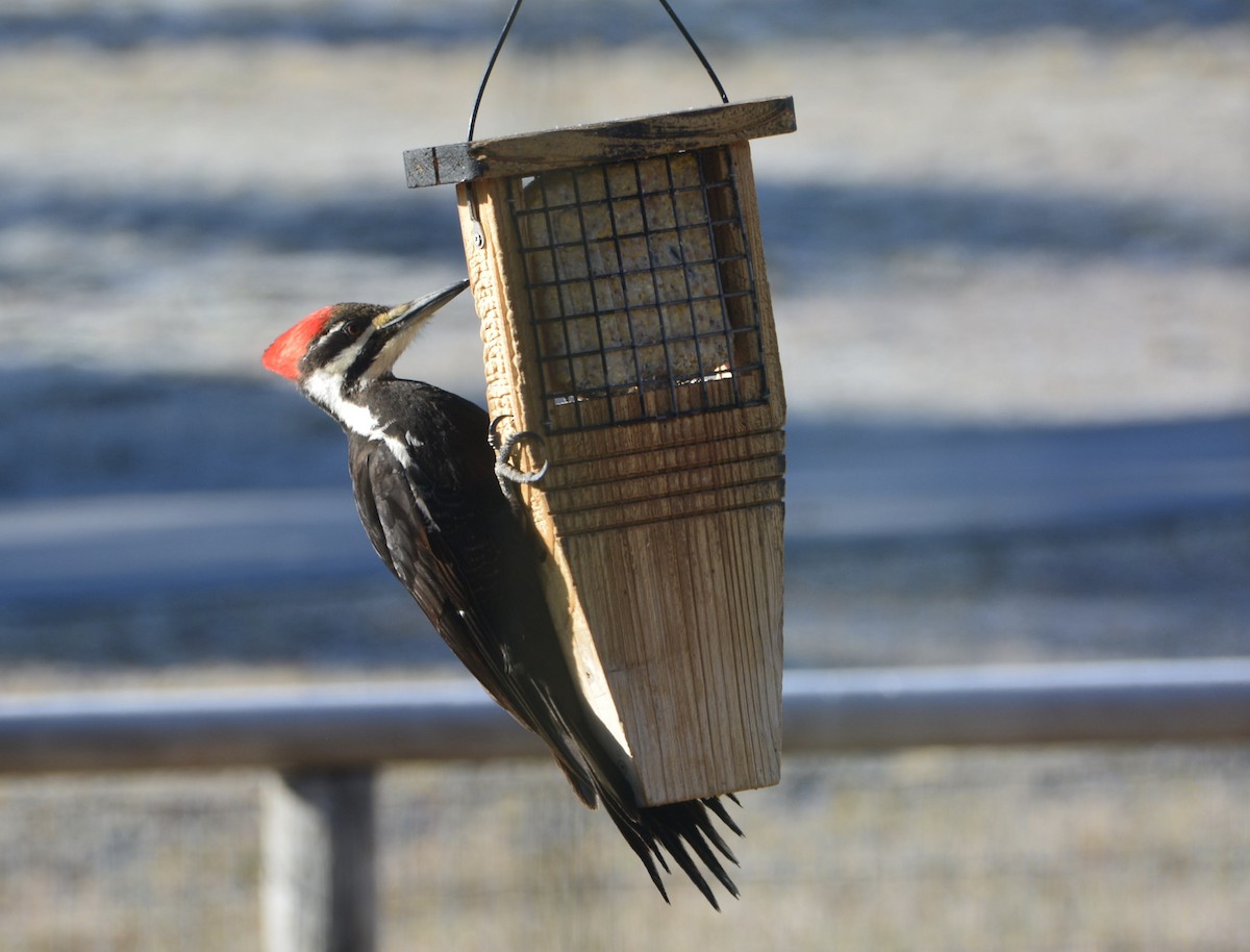 Pileated Woodpecker - ML216267291