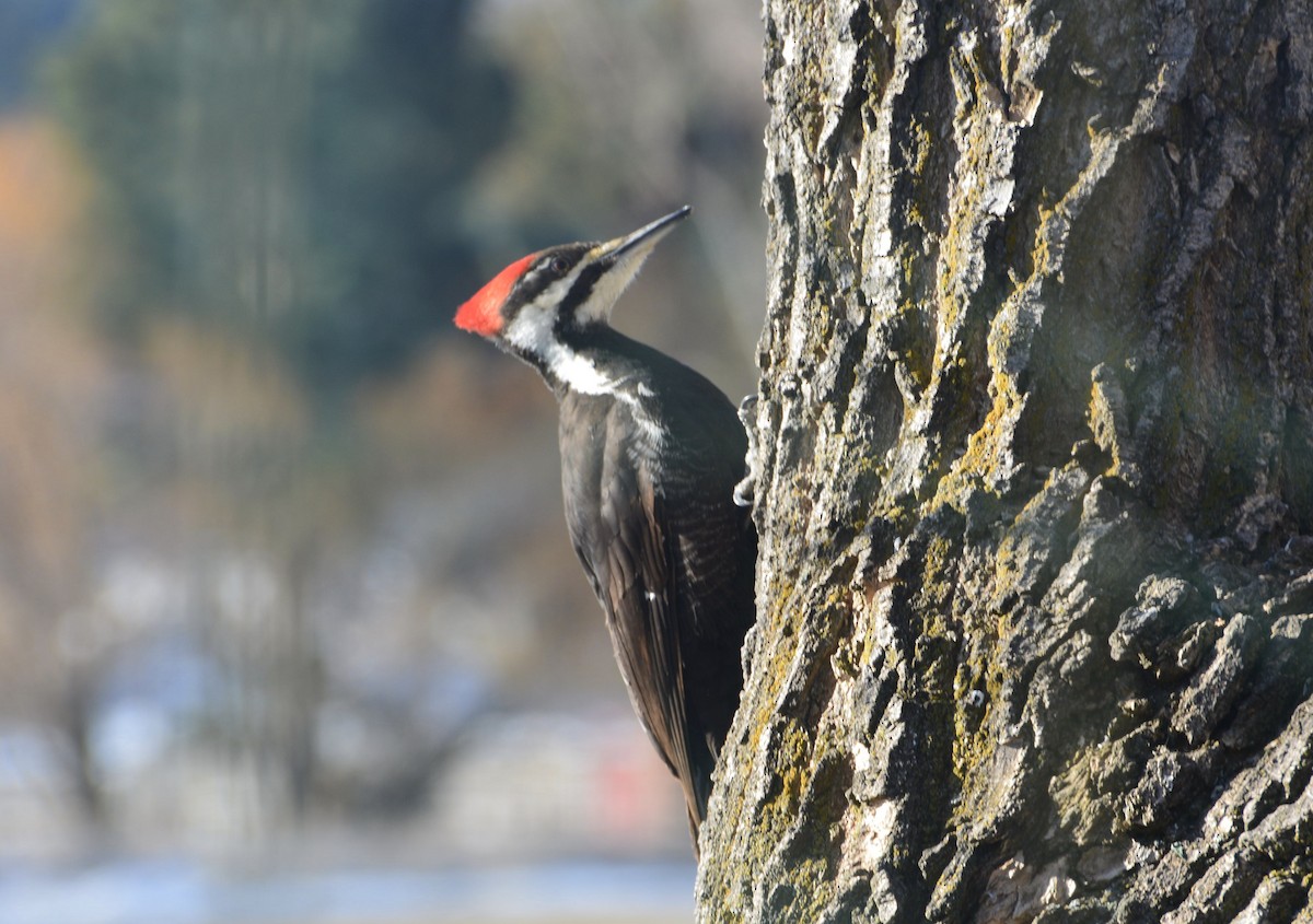 Pileated Woodpecker - ML216267311