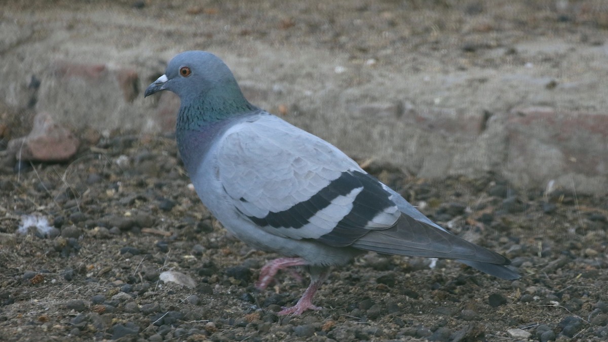 Pigeon biset (forme domestique) - ML216267321