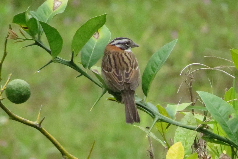 Rufous-collared Sparrow - ML216273021