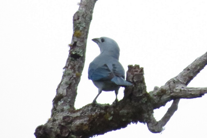 Blue-gray Tanager - ML216273201