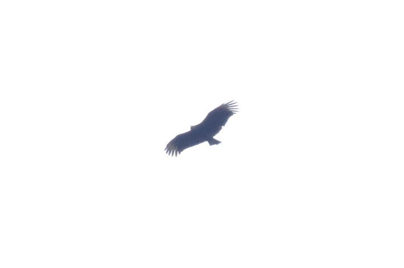 Black Vulture - ML216273451
