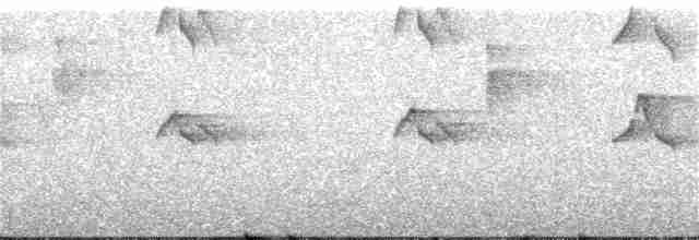 Пестрогрудый тираннчик - ML216275421