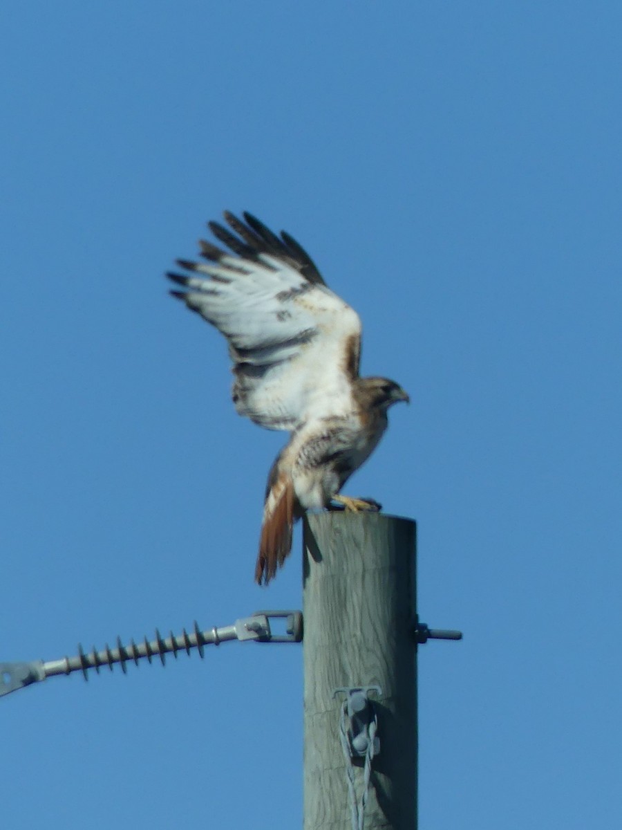 Red-tailed Hawk - ML216276461