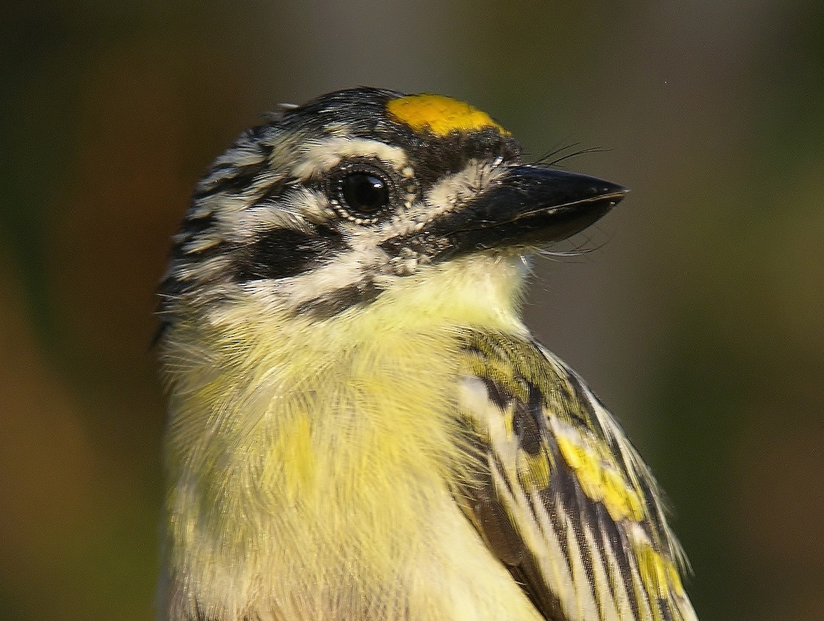 Yellow-fronted Tinkerbird - ML216277001