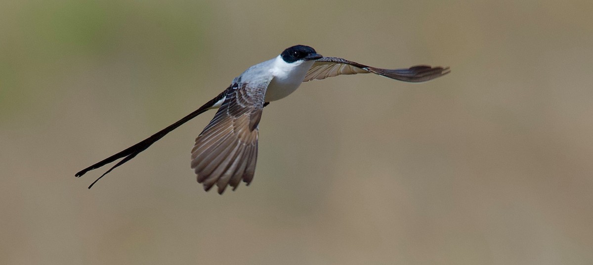 Fork-tailed Flycatcher - kevin cochran