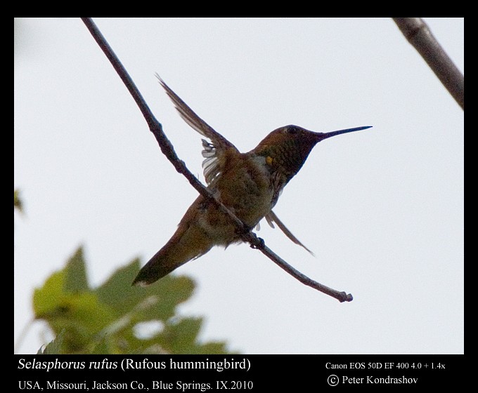 Rufous Hummingbird - ML216277731