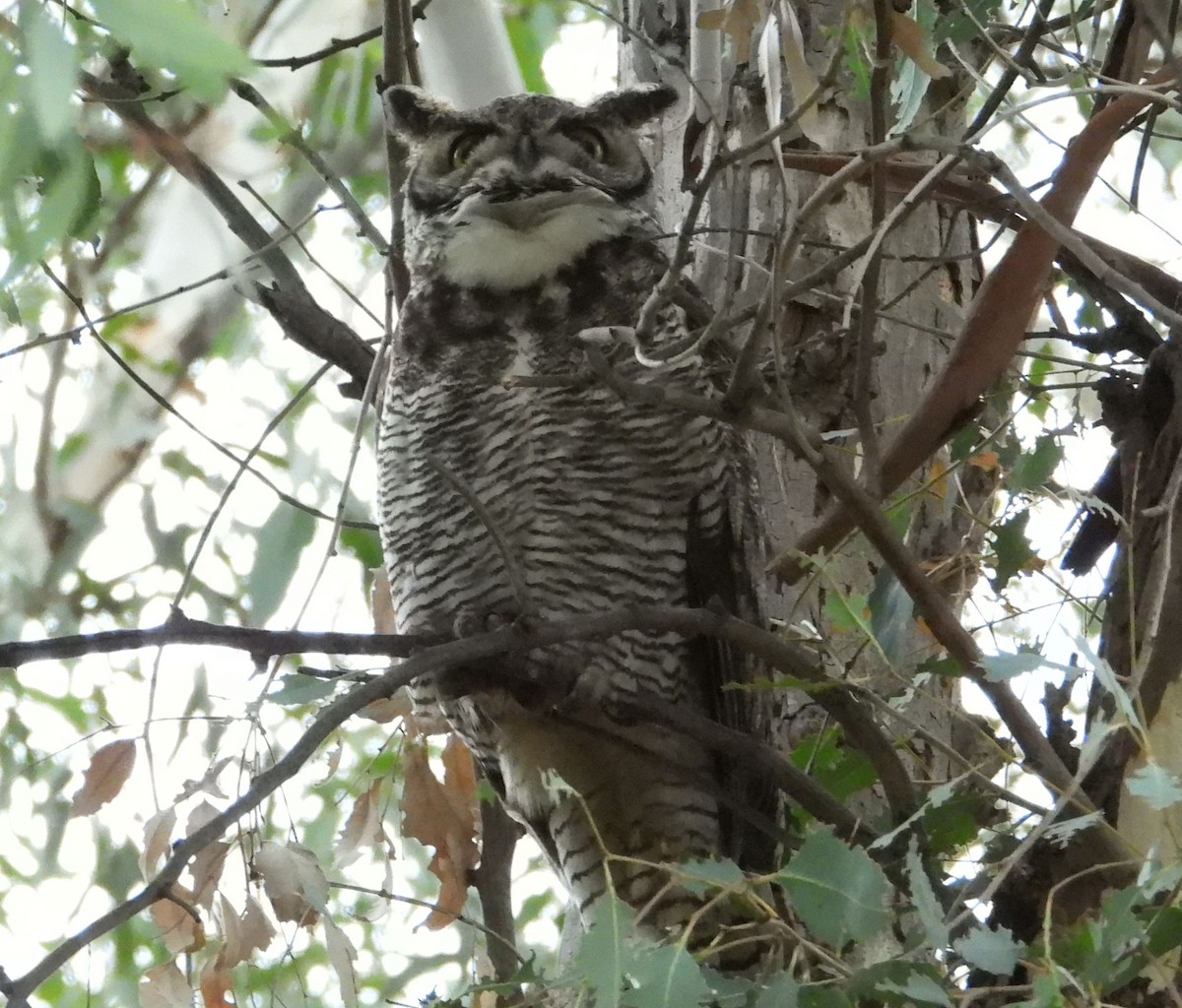 Great Horned Owl - Greg Cross