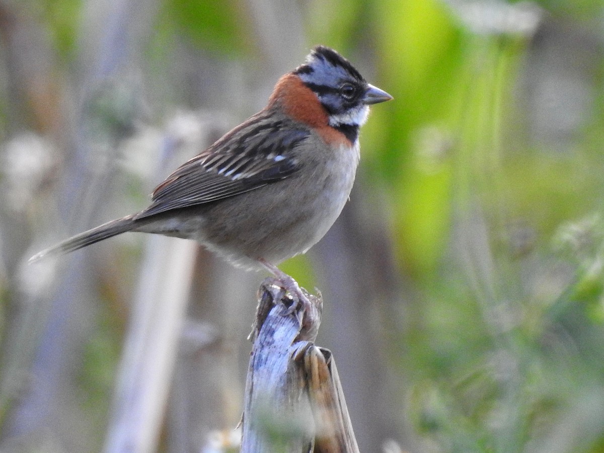 Rufous-collared Sparrow - ML216280211