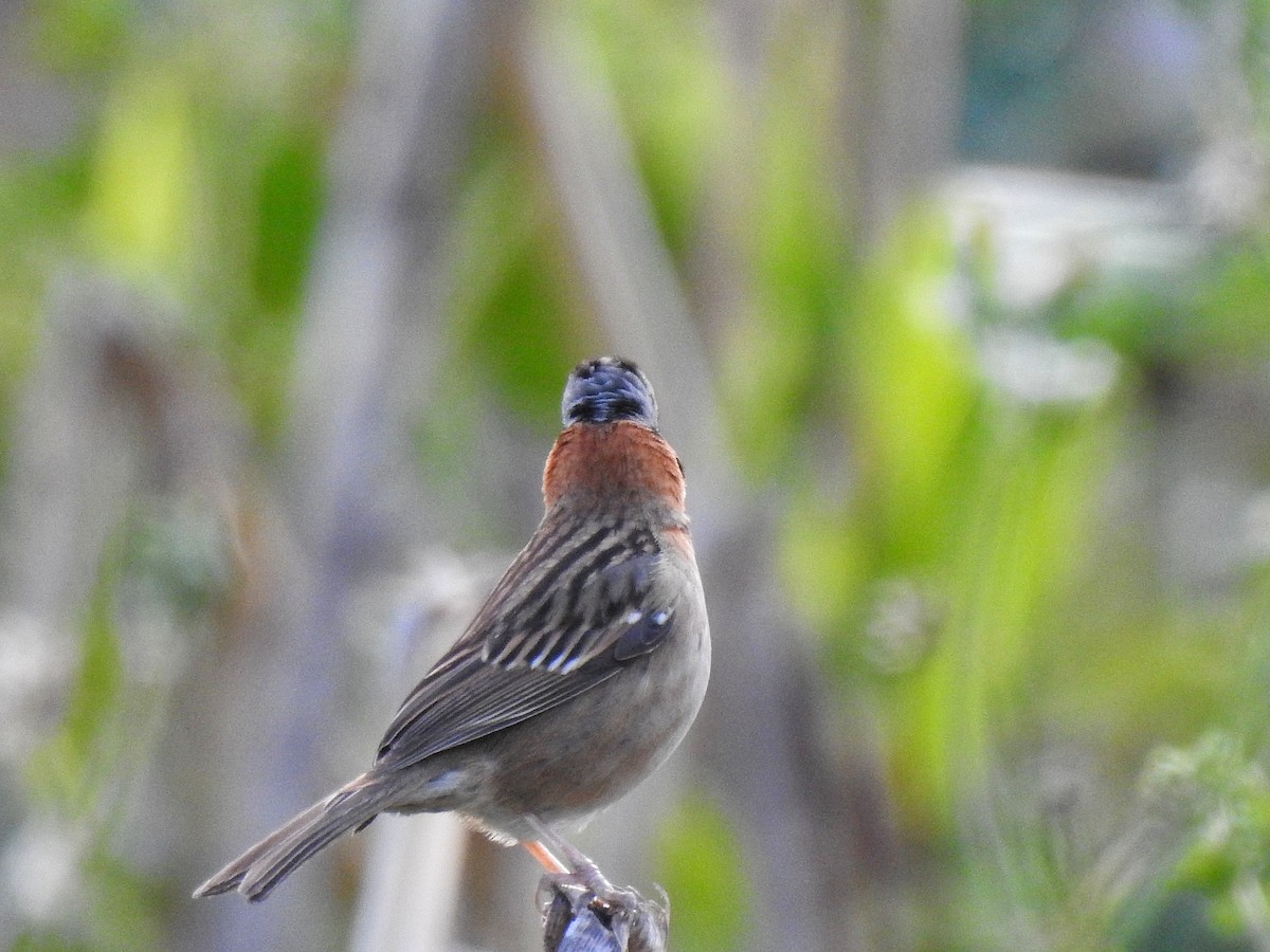 Rufous-collared Sparrow - ML216280231