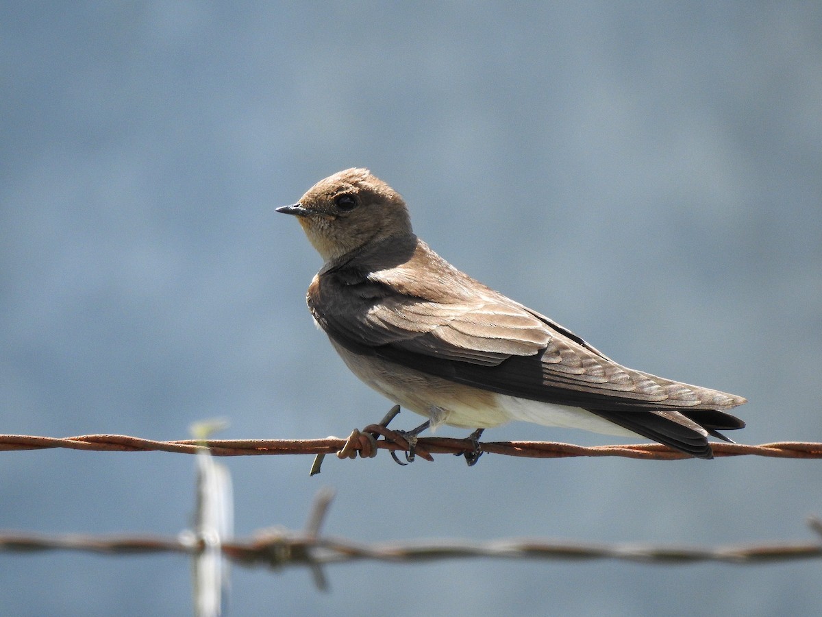 Northern Rough-winged Swallow - ML216280911