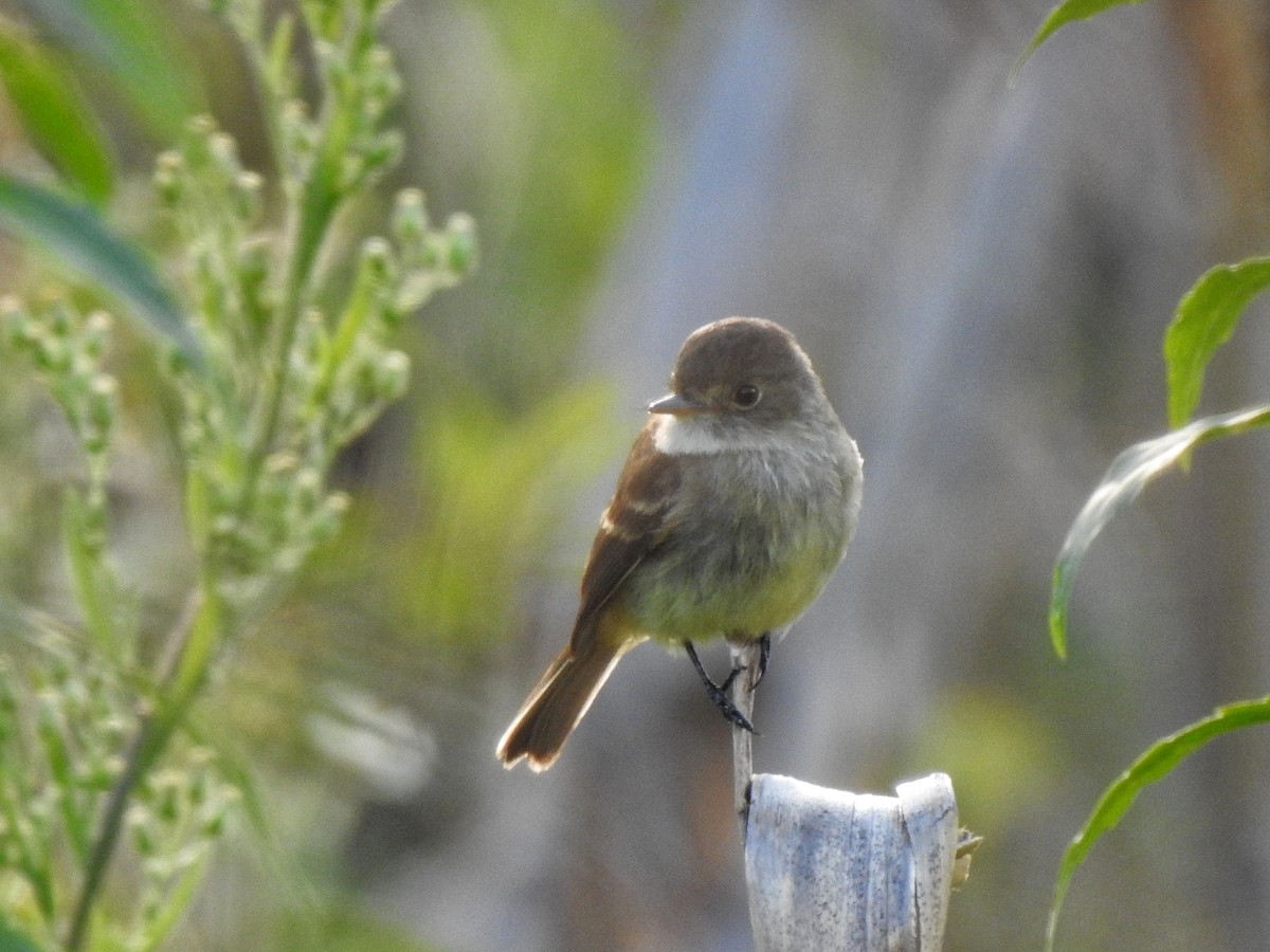 White-throated Flycatcher - Anonymous