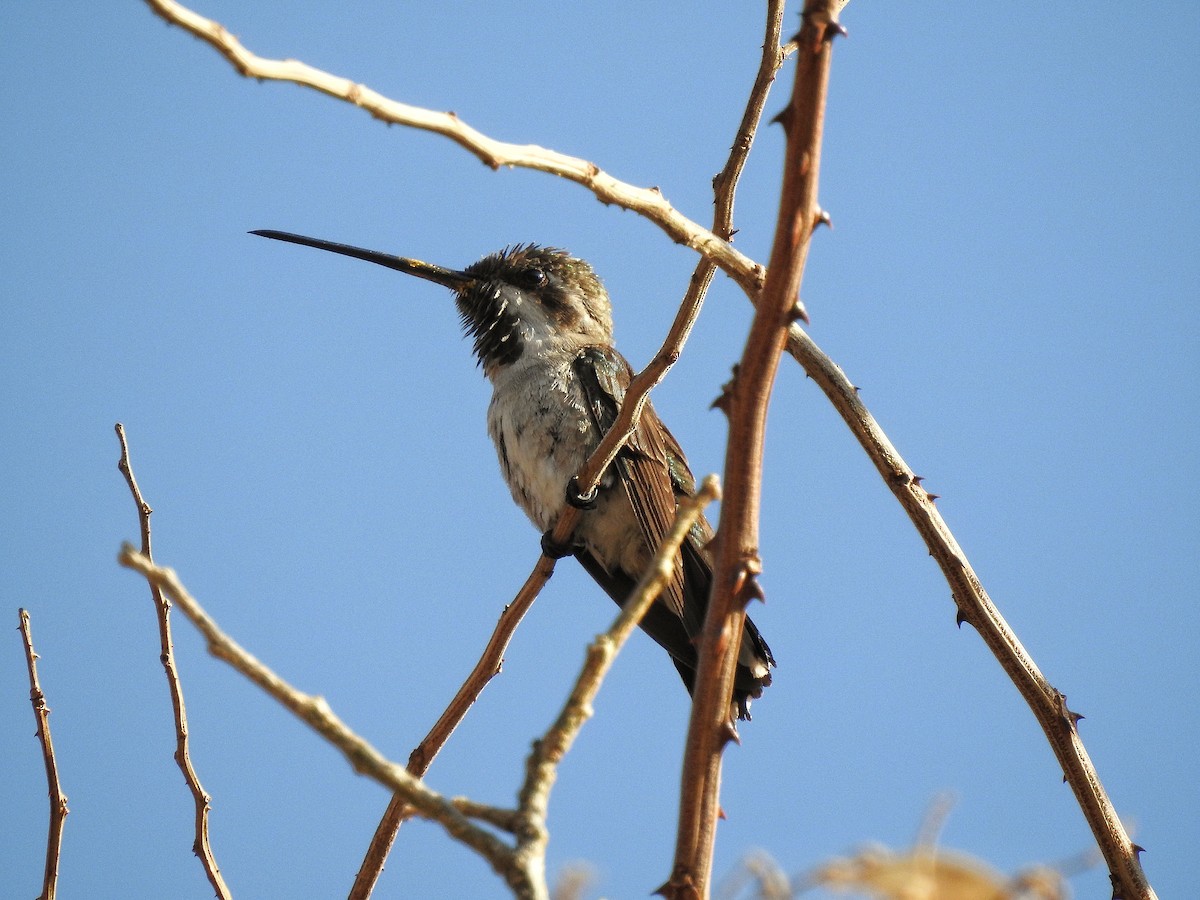 kolibřík achátový - ML216282351