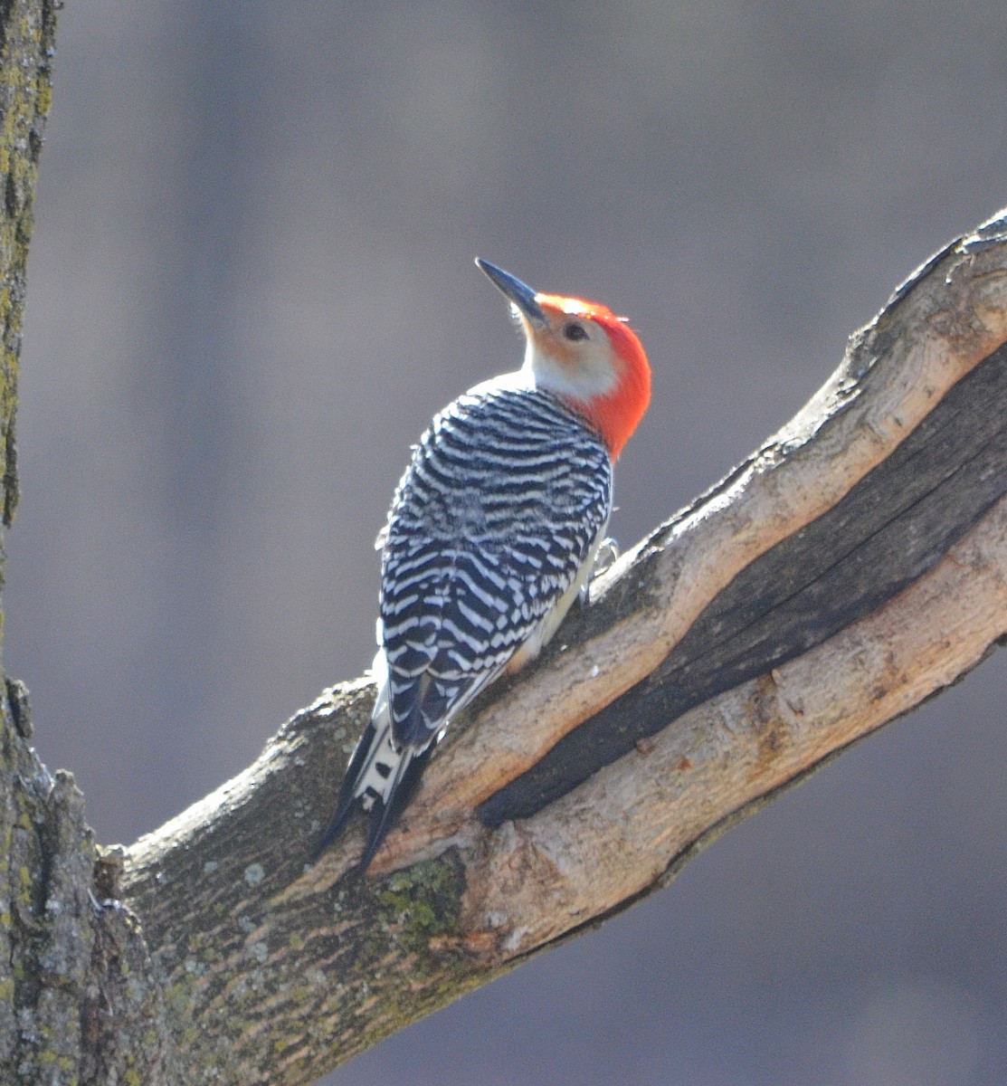 Red-bellied Woodpecker - ML216282391