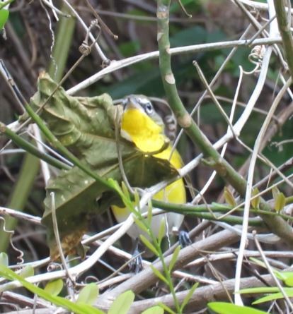 Yellow-breasted Chat - ML216282461