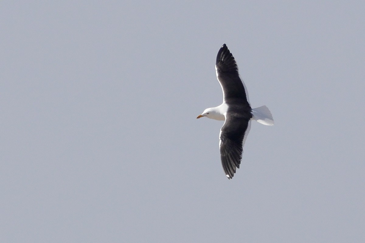 Lesser Black-backed Gull (fuscus) - Anonymous