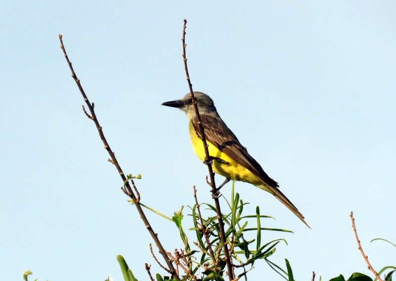 Tropical Kingbird - Juan Muñoz de Toro