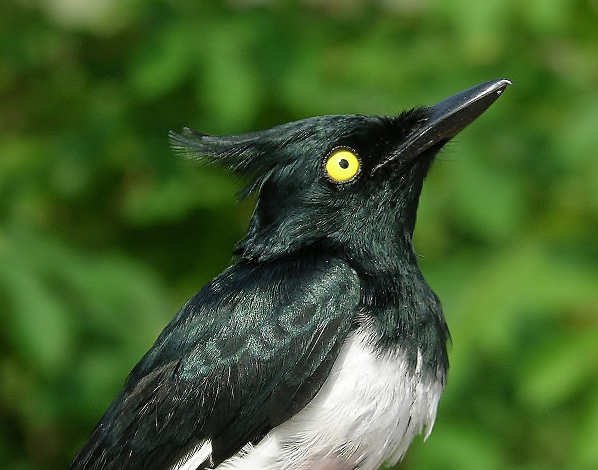 Black-and-white Shrike-flycatcher - Tony King