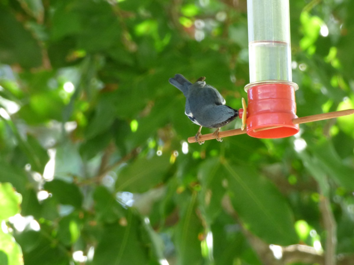 Black-throated Blue Warbler - ML216291351