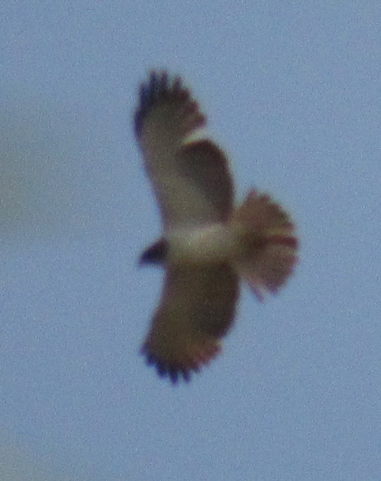 Short-tailed Hawk - ML216292541