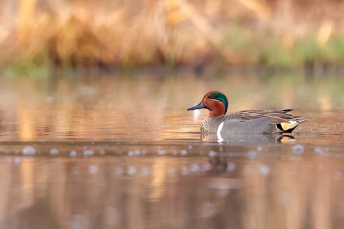 Green-winged Teal - Brad Imhoff