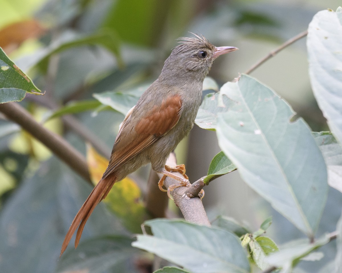 Crested Spinetail - Anthony Kaduck