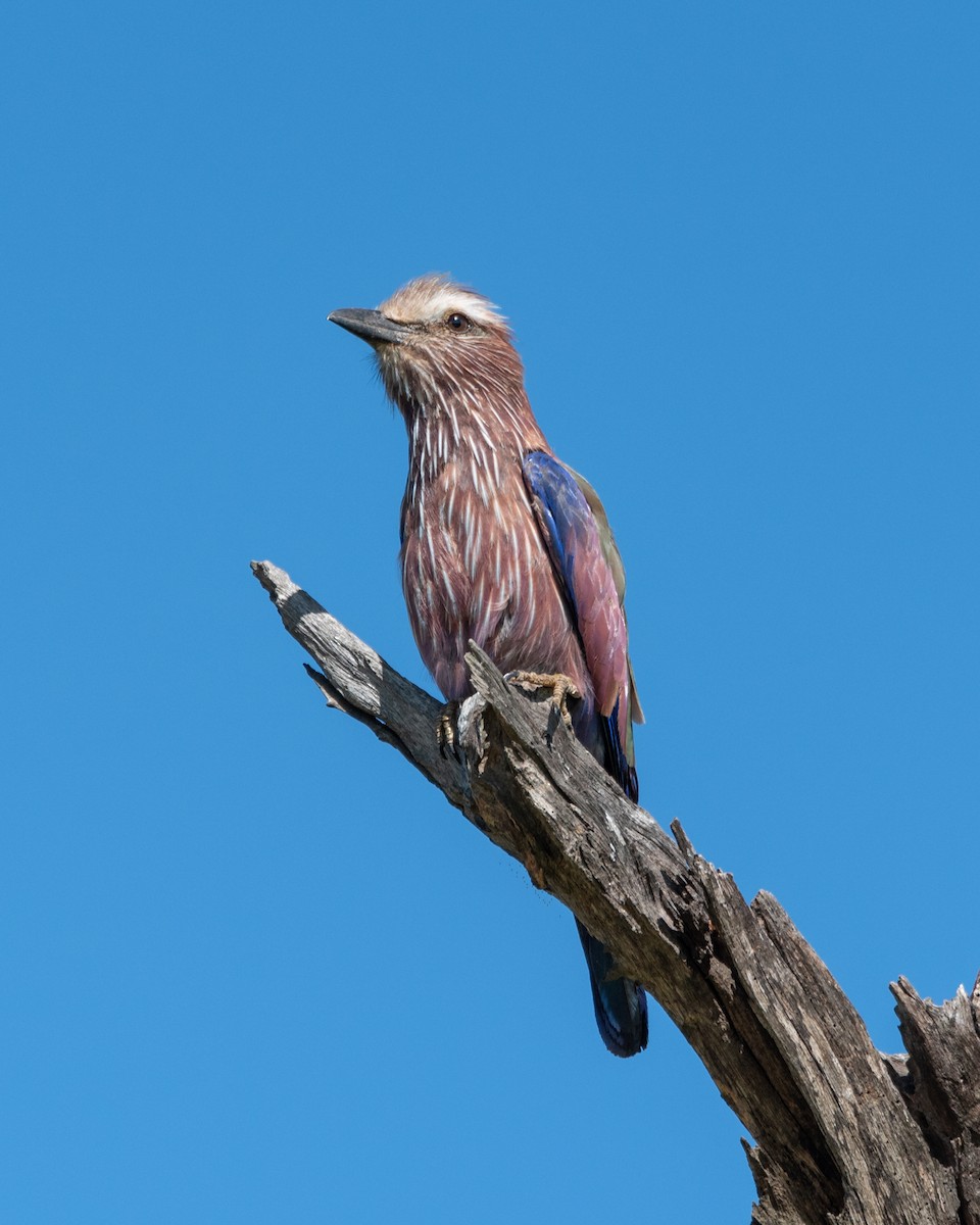 Rufous-crowned Roller - Alistair Routledge