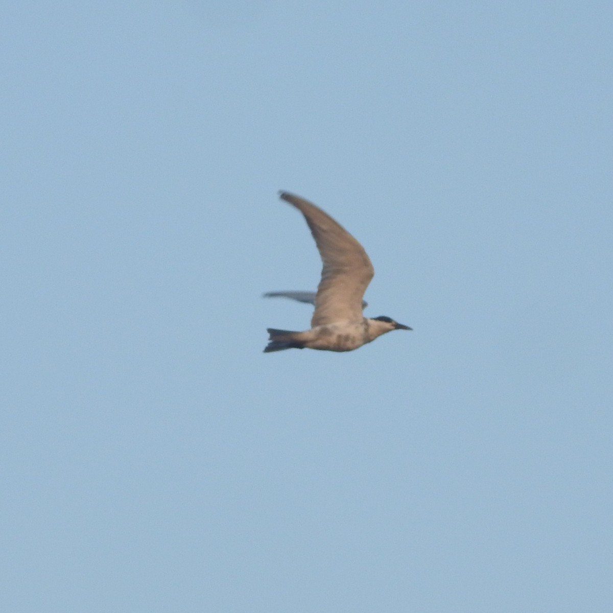 Gull-billed Tern - Manoj Karingamadathil