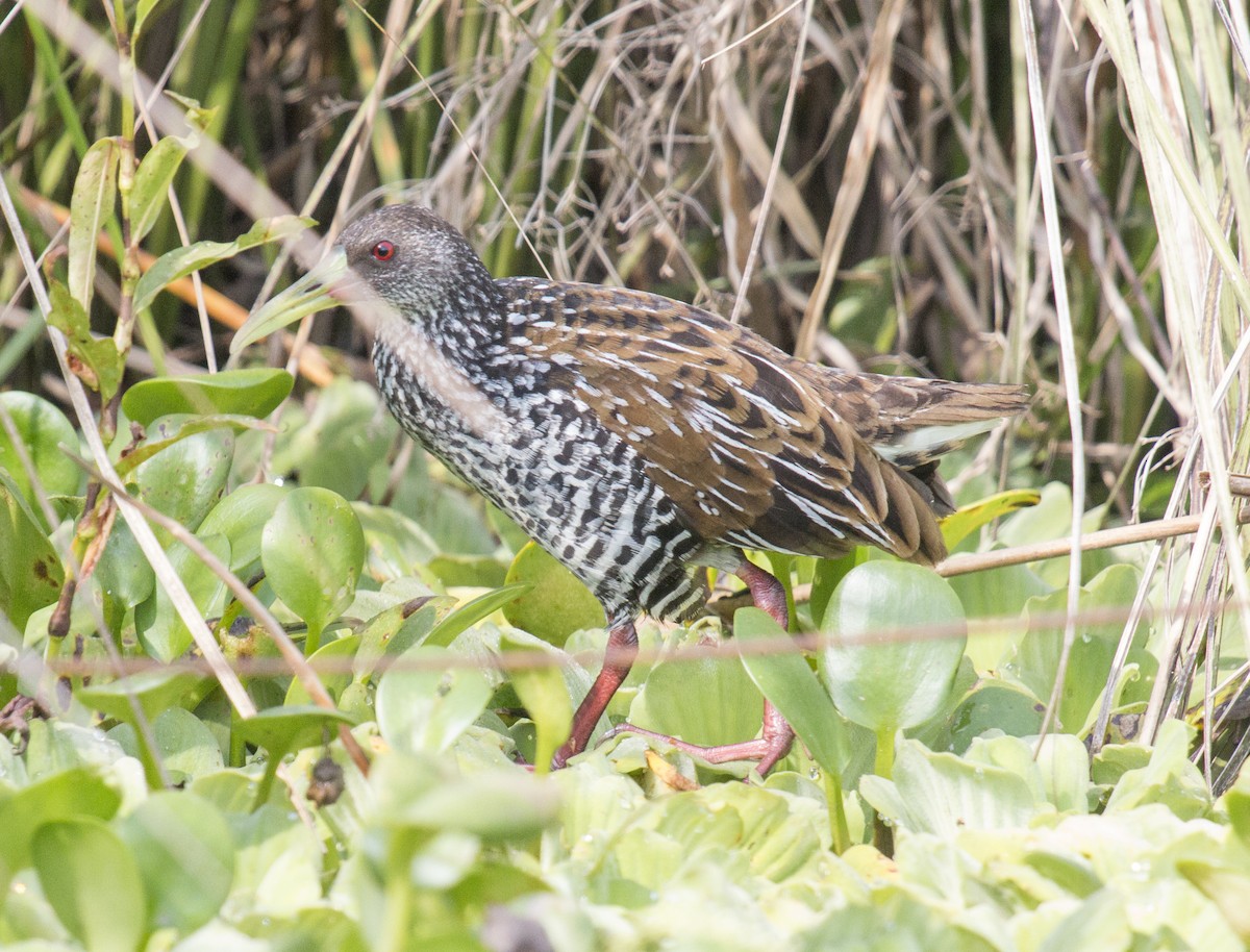 Spotted Rail - ML216301411
